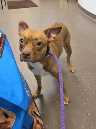 An adult small-sized female Chihuahua dog named Tiny for adoption in South Bend, IN