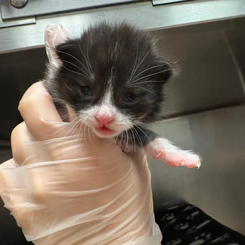 A baby small-sized male Black Domestic Short Hair cat named Pebble for adoption in Birdsboro, PA
