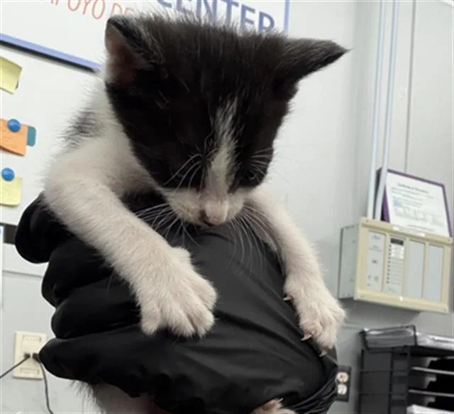 A baby medium-sized female Domestic Short Hair cat named Dottie for adoption in Dallas, TX
