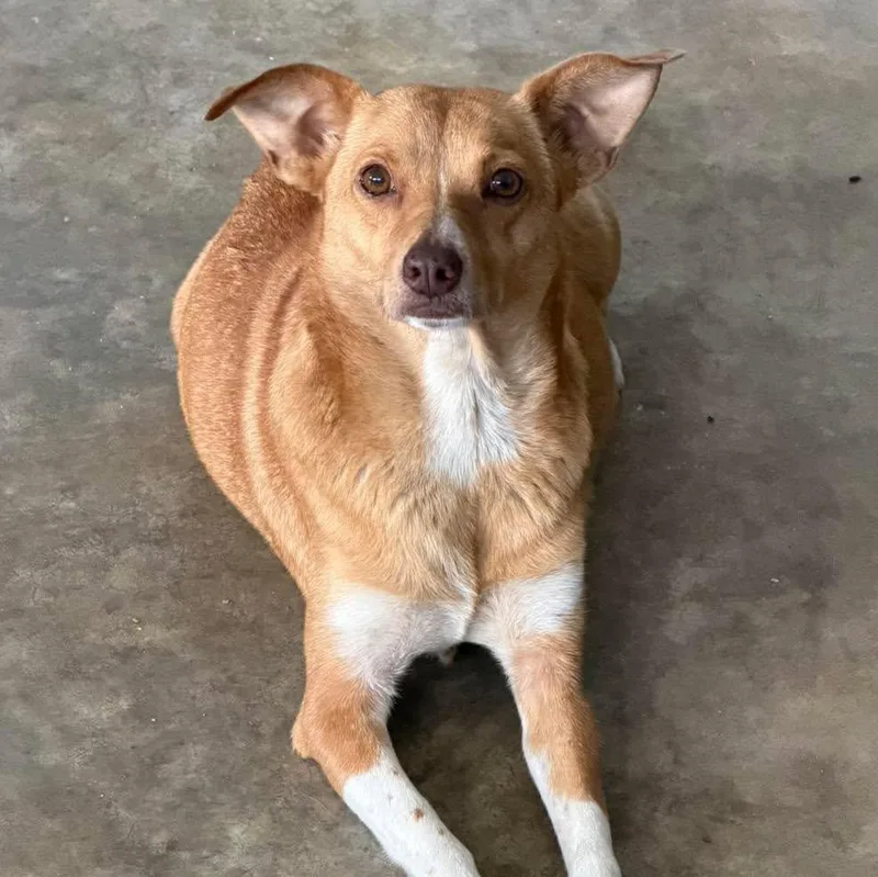 An adult small-sized female Terrier dog named Pixie for adoption in Grand Bay, AL