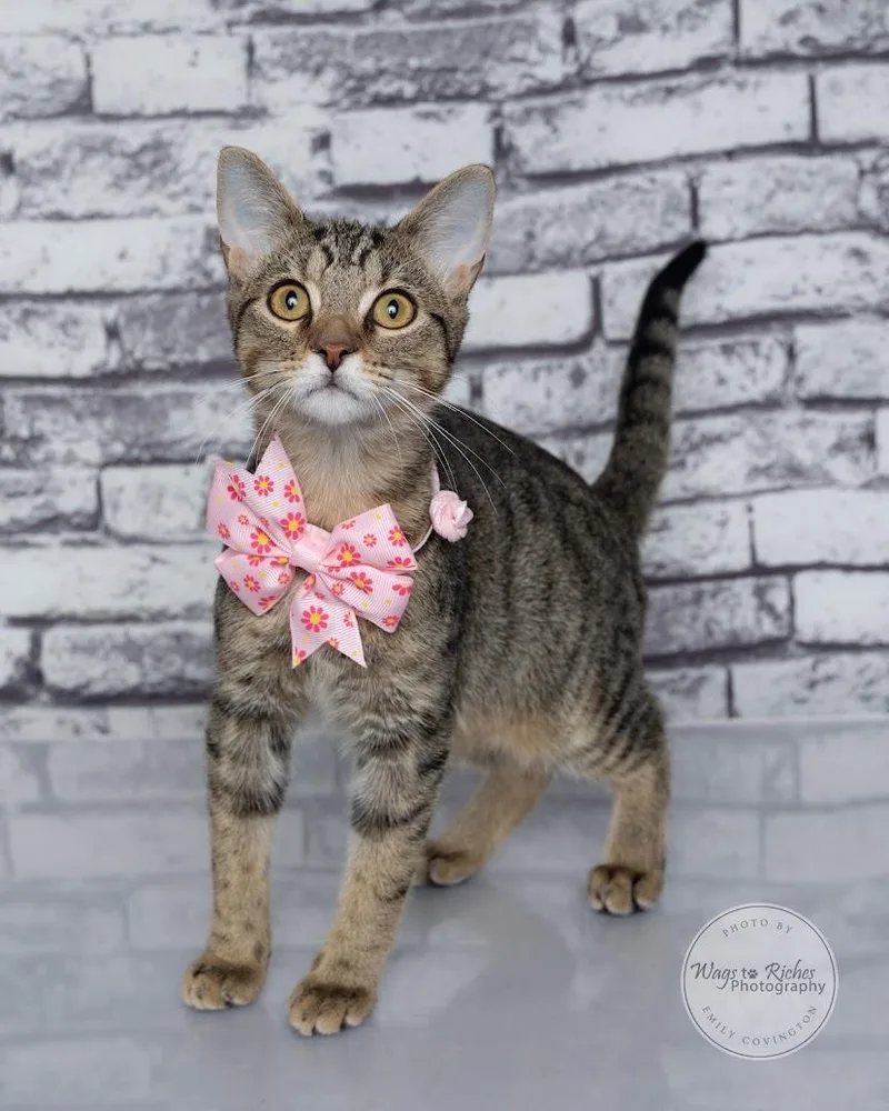 A baby medium-sized female Tabby (Gray / Blue / Silver) Domestic Short Hair cat named Summer for adoption in Tuscaloosa, AL