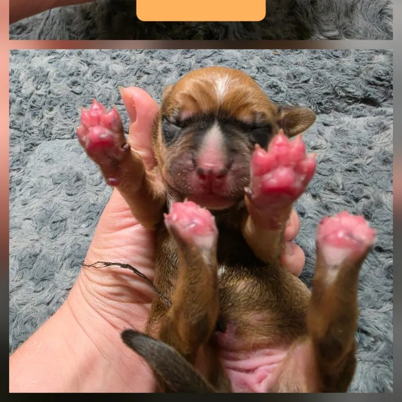 A baby small-sized female Bluetick Coonhound dog named Piper II for adoption in Chesapeake, VA