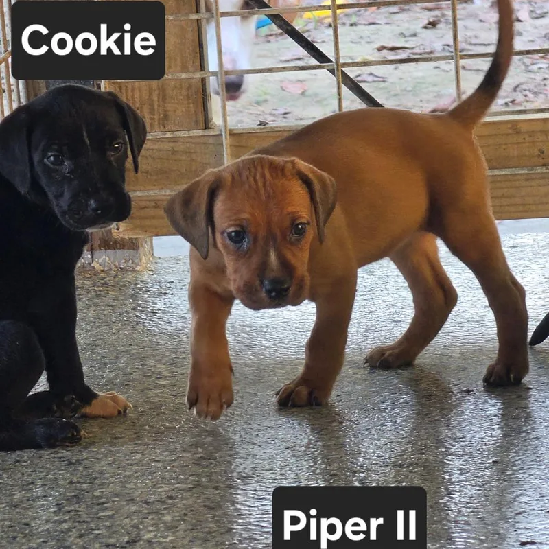 Piper II thumbnail 3