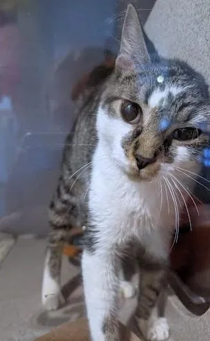 An adult medium-sized male Domestic Short Hair cat named Rebel for adoption in Washington, DC