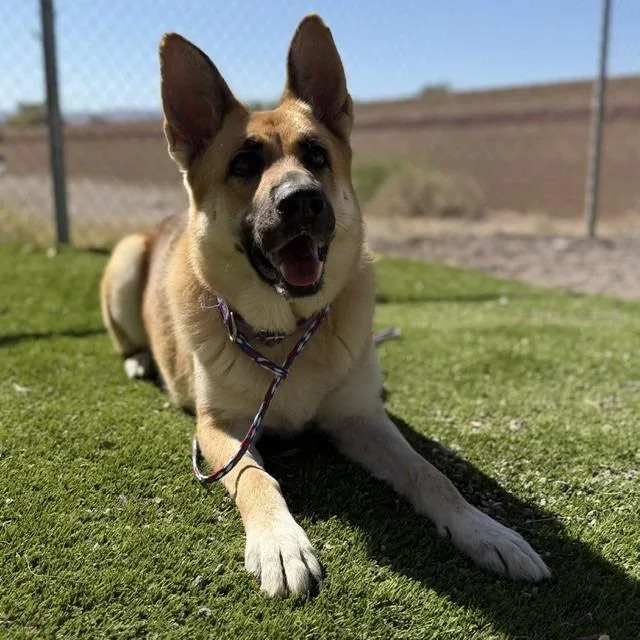 An adult large-sized female Yellow / Tan / Blond / Fawn German Shepherd Dog dog named Avril Lavigne for adoption in Bullhead City, AZ
