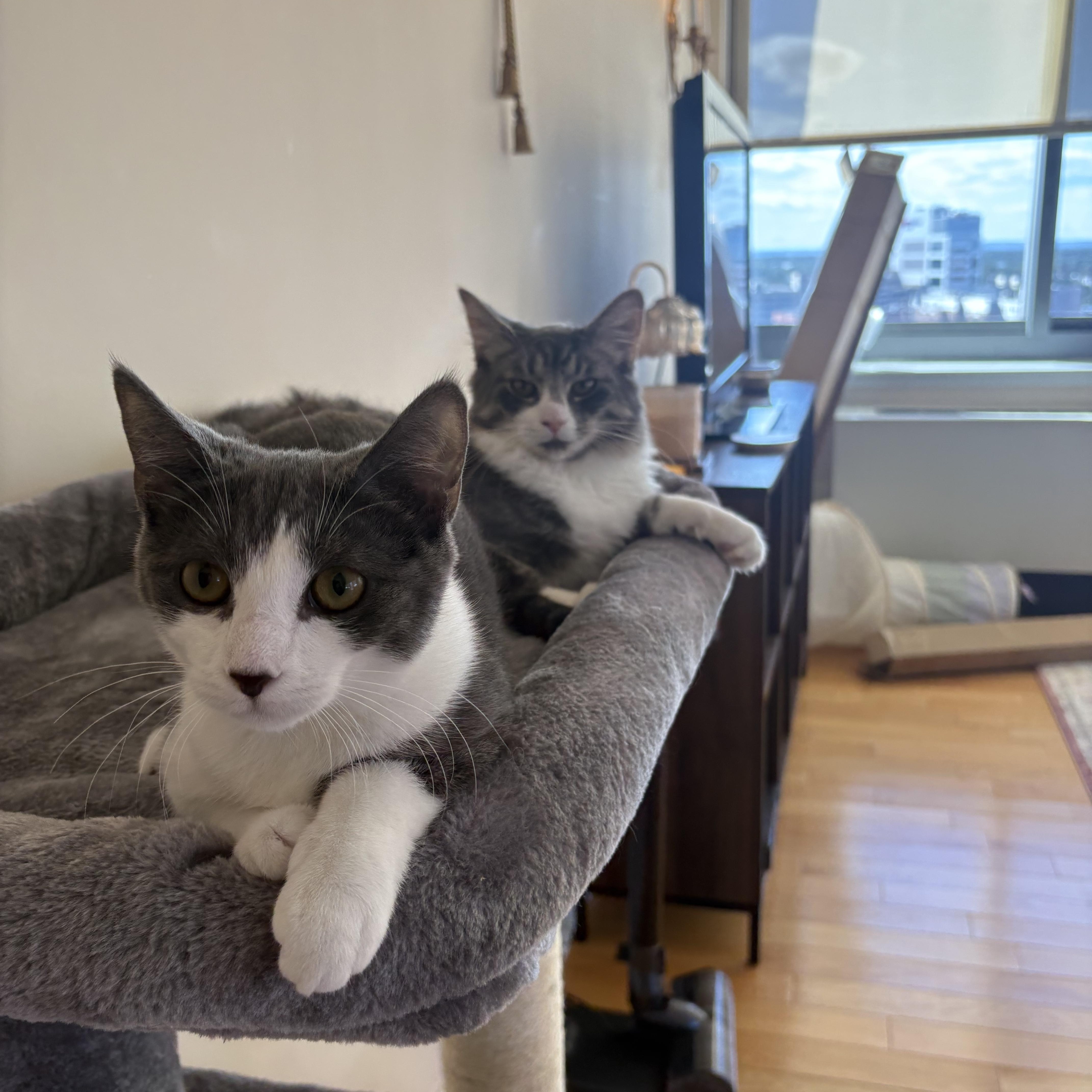 A young medium-sized female Domestic Long Hair cat named SunPass and Tollbooth for adoption in Brooklyn, NY