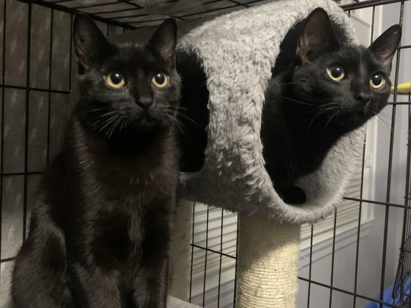 Petra And Poppy thumbnail 2