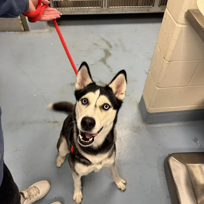An adult medium-sized female Siberian Husky dog named Asuka for adoption in Brockton, MA