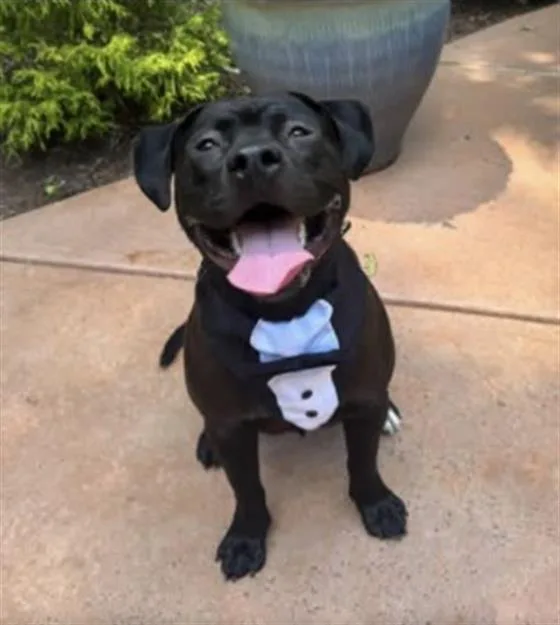 A young medium-sized male Labrador Retriever dog named Dom for adoption in Charlotte, NC