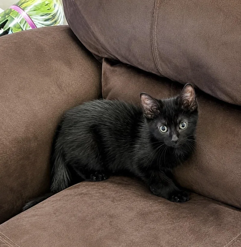 A baby small-sized male Black Domestic Short Hair cat named Vincent for adoption in Maineville, OH