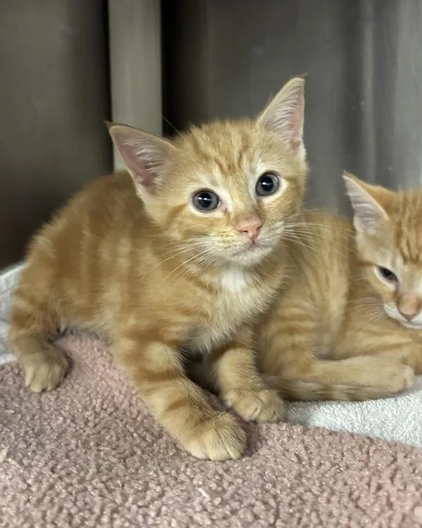 A baby small-sized female Domestic Short Hair cat named Liberty Biberty for adoption in Richmond, VA
