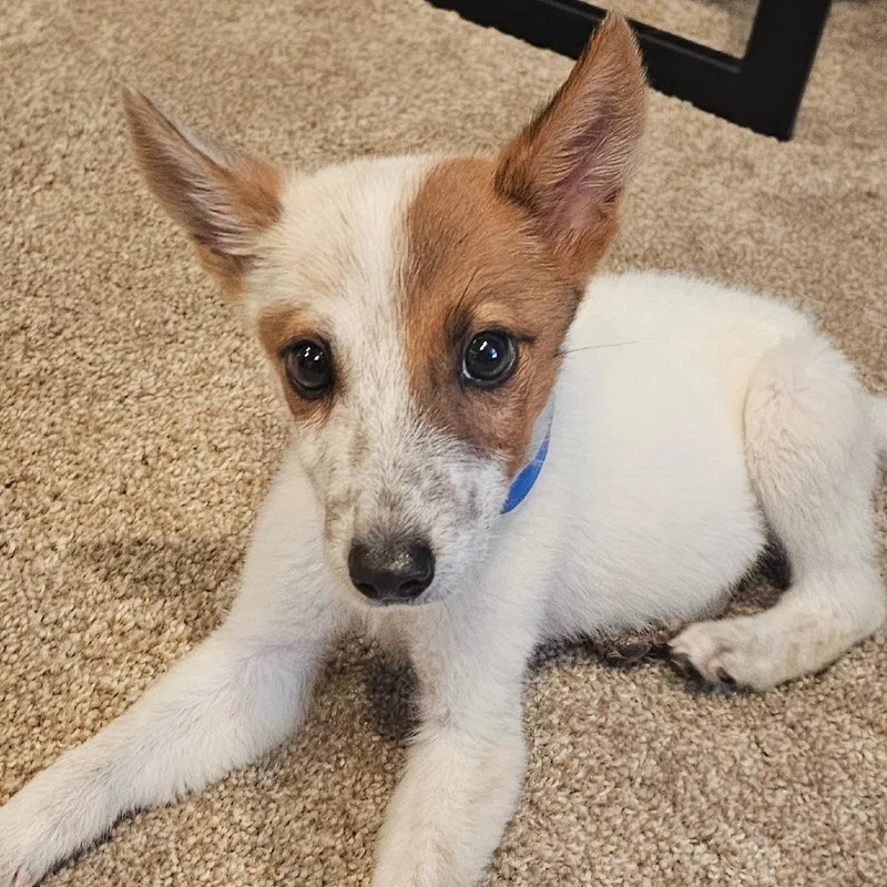 A baby medium-sized male Yellow / Tan / Blond / Fawn Cattle Dog dog named Hugh for adoption in Oceanside, CA