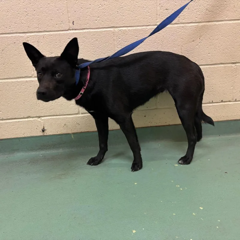 A young medium-sized female Black Mixed Breed dog named Spring for adoption in Memphis, TN