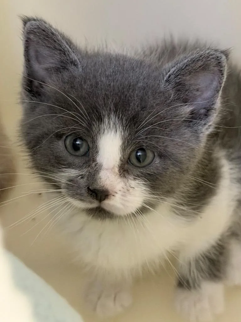 A baby medium-sized female Domestic Short Hair cat named Michelle for adoption in Menomonie, WI