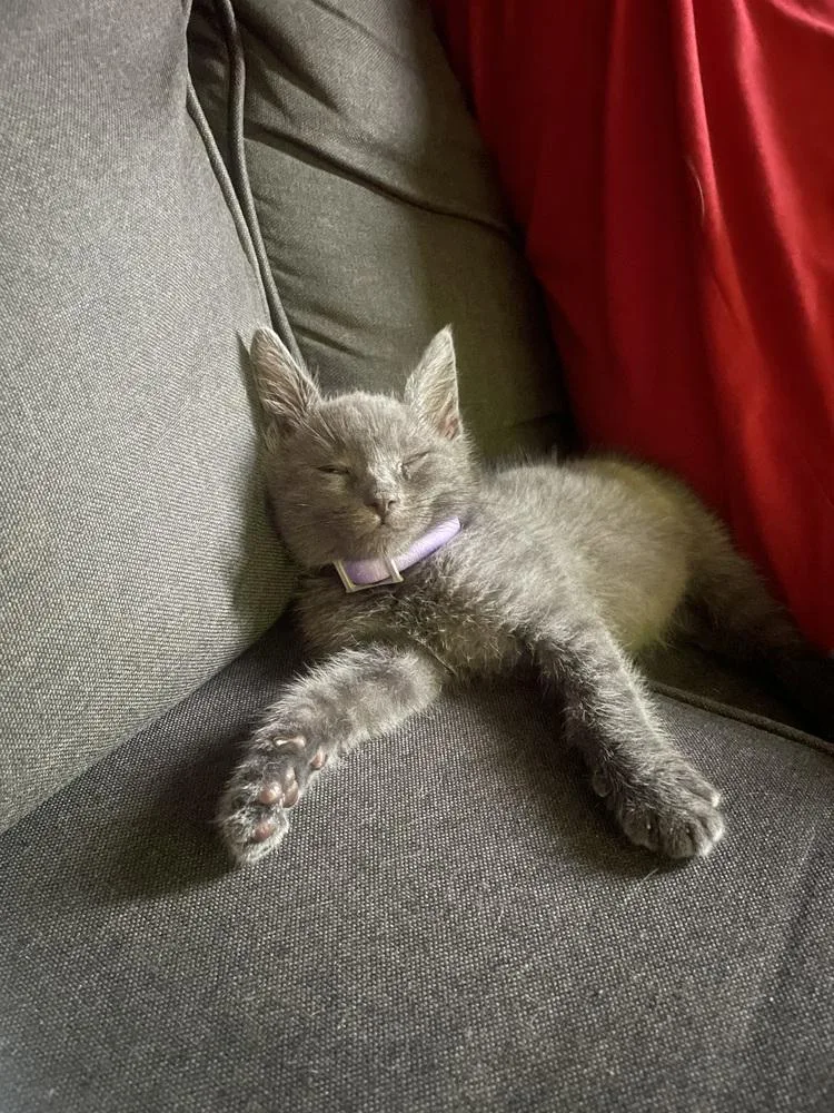 A baby small-sized male Gray / Blue / Silver Domestic Short Hair cat named Ash for adoption in Lancaster, CA
