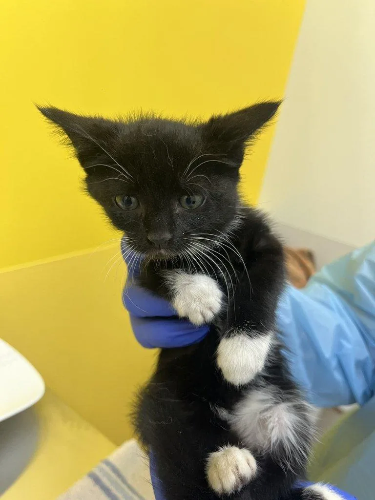 A baby small-sized female Black & White / Tuxedo Domestic Short Hair cat named Tomato for adoption in Raleigh, NC