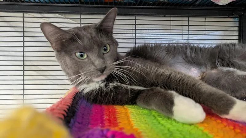 A young medium-sized female Gray & White Domestic Short Hair cat named Monica for adoption in Papillion, NE