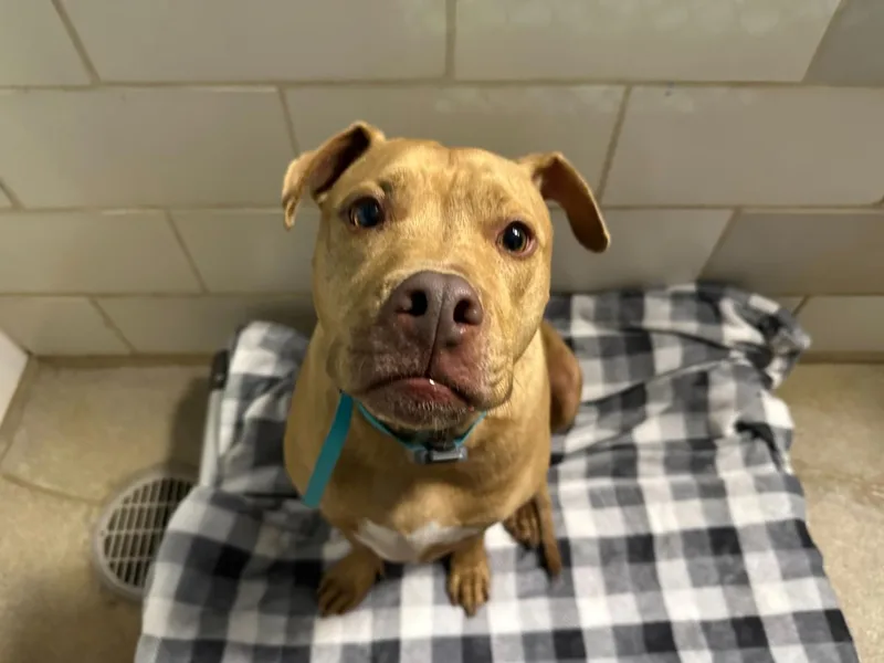 An adult medium-sized male Pit Bull Terrier dog named Bruno for adoption in Charlotte, NC