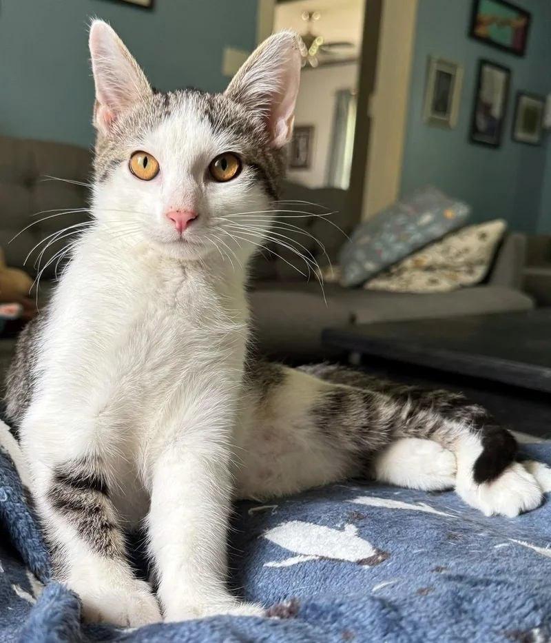 A baby small-sized male Tabby (Brown / Chocolate) Domestic Short Hair cat named Carl for adoption in Pittsburgh, PA