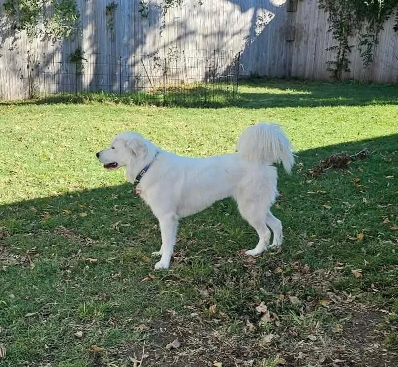 An adult large-sized female White / Cream Great Pyrenees dog named Derpy Daisy for adoption in Kiowa, OK