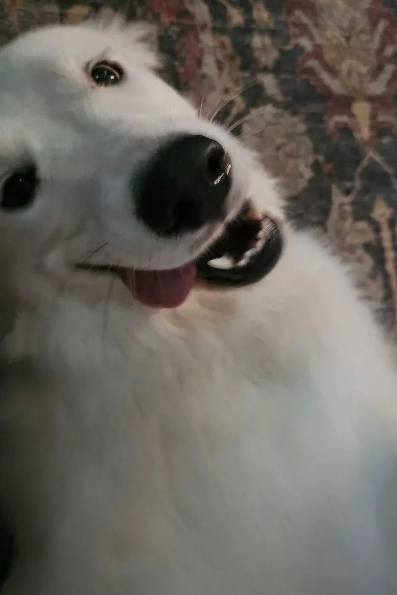 Derpy Daisy thumbnail 3