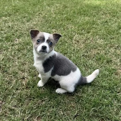 A baby small-sized male Chihuahua dog named Reggie for adoption in Cumming, GA