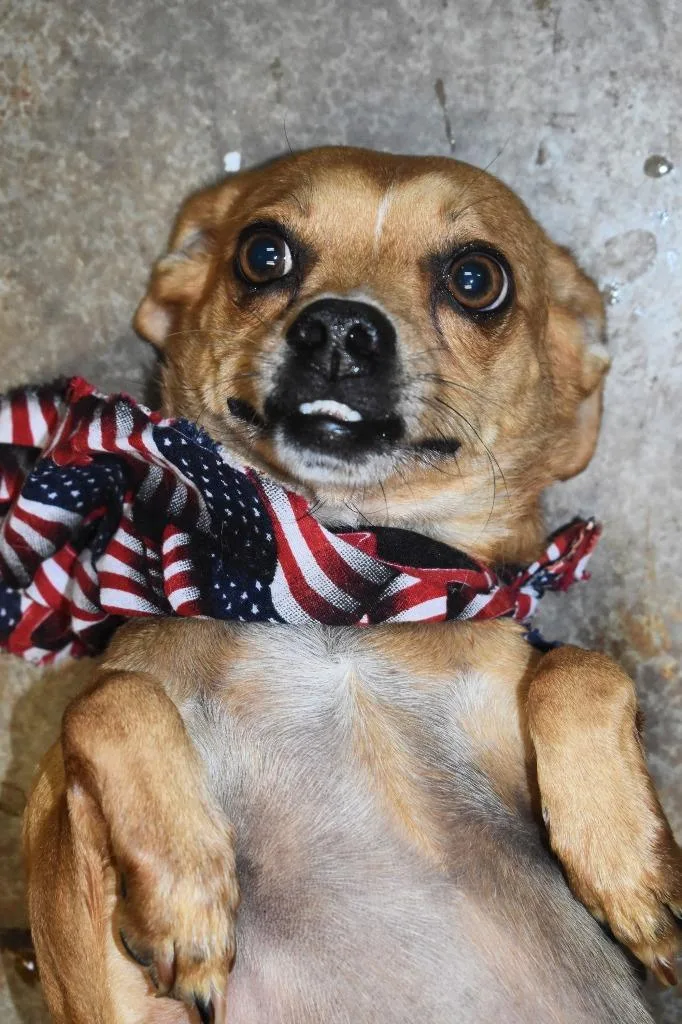 A young large-sized male Chihuahua dog named Rascal for adoption in Brownwood, TX