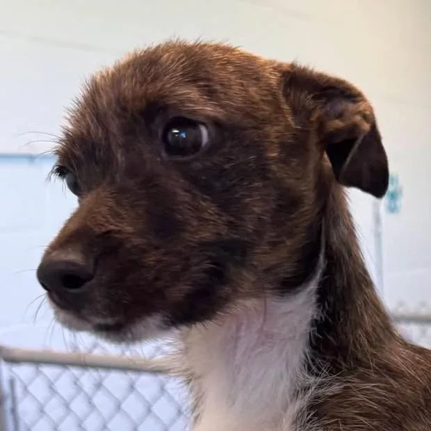 A baby small-sized female Brown / Chocolate Chihuahua dog named Coco Puff for adoption in Sarasota, FL