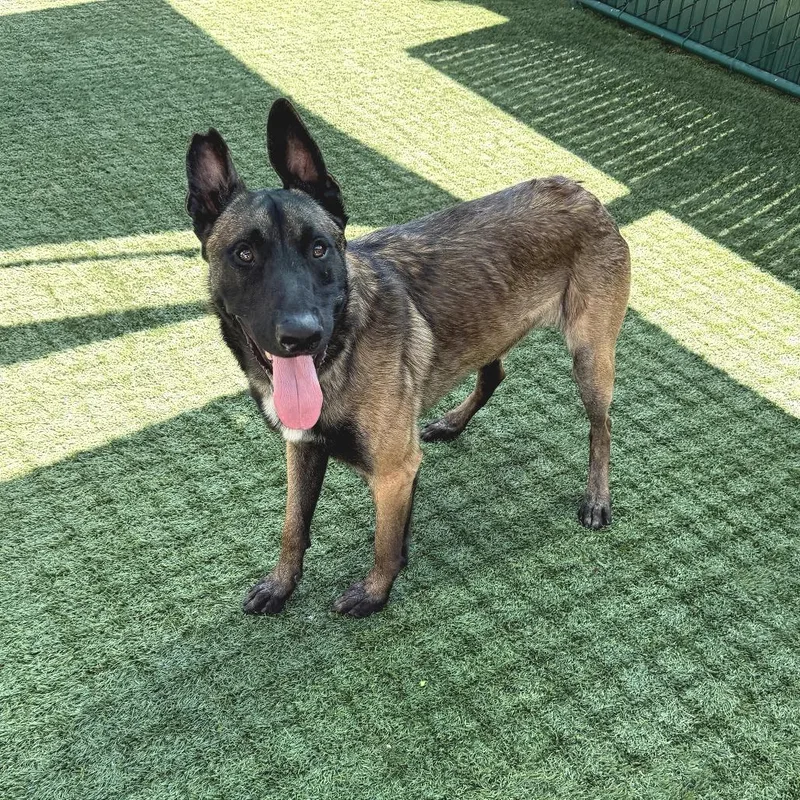 An adult medium-sized male Yellow / Tan / Blond / Fawn Belgian Shepherd / Malinois dog named Hank for adoption in Pasadena, CA