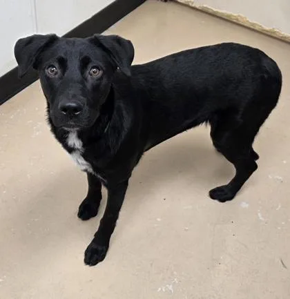 An adult medium-sized female Labrador Retriever dog named Indigo for adoption in Phoenix, AZ