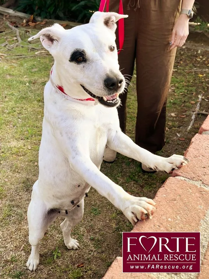 A young medium-sized female White / Cream American Staffordshire Terrier dog named Stella for adoption in Marina Del Rey, CA