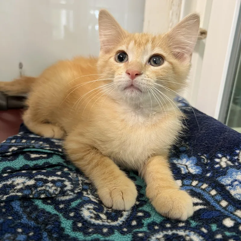 A baby medium-sized male Tabby (Orange / Red) Domestic Short Hair cat named Gunther for adoption in Fairmont, MN