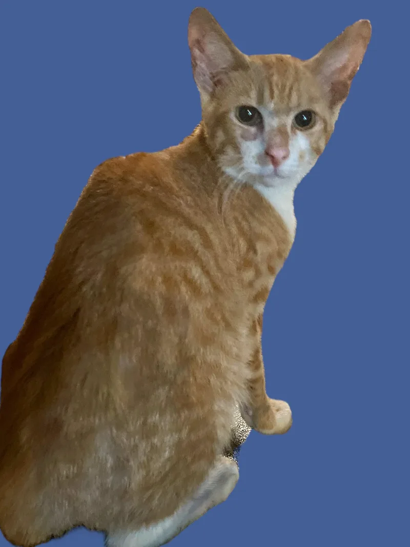 A baby medium-sized male Tabby (Orange / Red) Domestic Short Hair cat named Beuford for adoption in Chuckey, TN