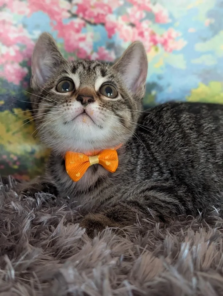 A baby small-sized female Domestic Short Hair cat named Michaela for adoption in Fremont, CA
