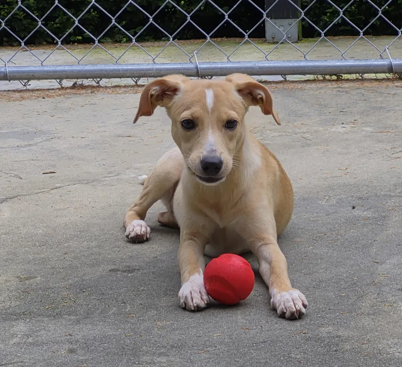 A baby medium-sized female Apricot / Beige Hound dog named Honey for adoption in Brookville, PA