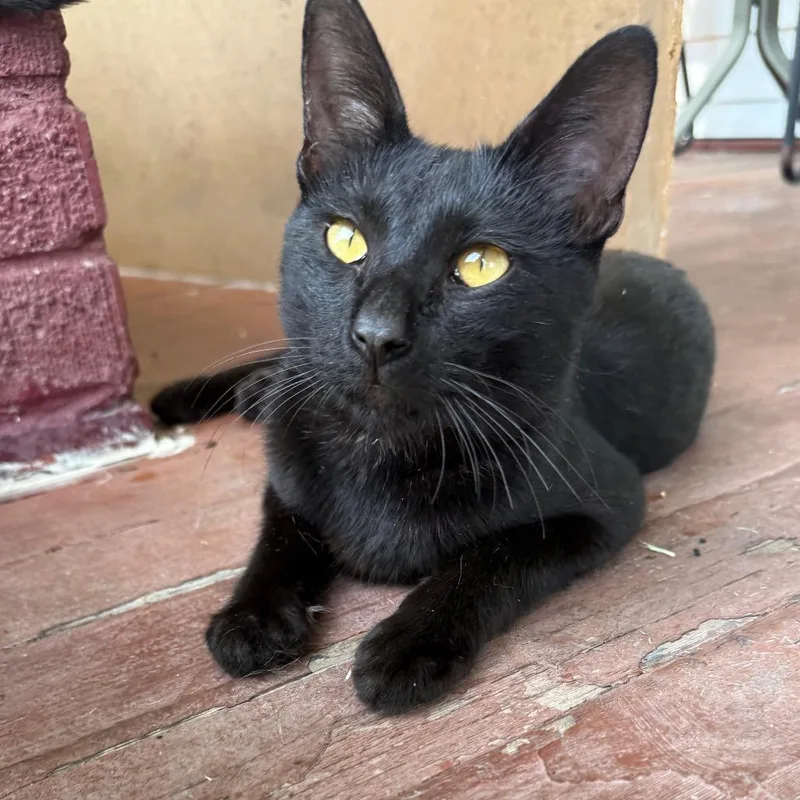 A young medium-sized male Black Domestic Short Hair cat named AnchorC for adoption in East Saint Louis, IL