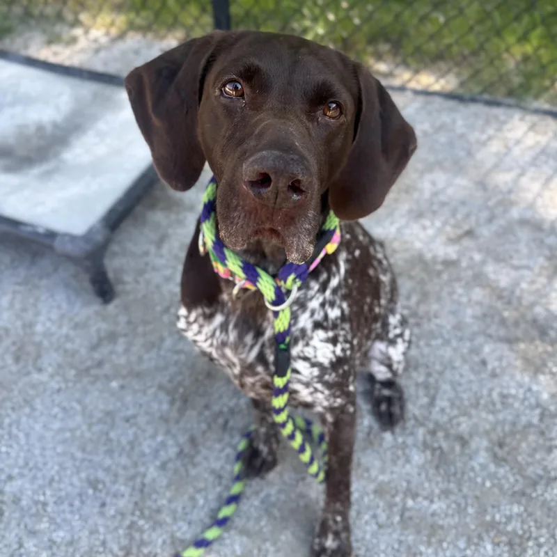 An adult large-sized female German Shorthaired Pointer dog named Pipper for adoption in Philadelphia, PA