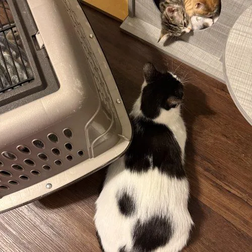 Papaya