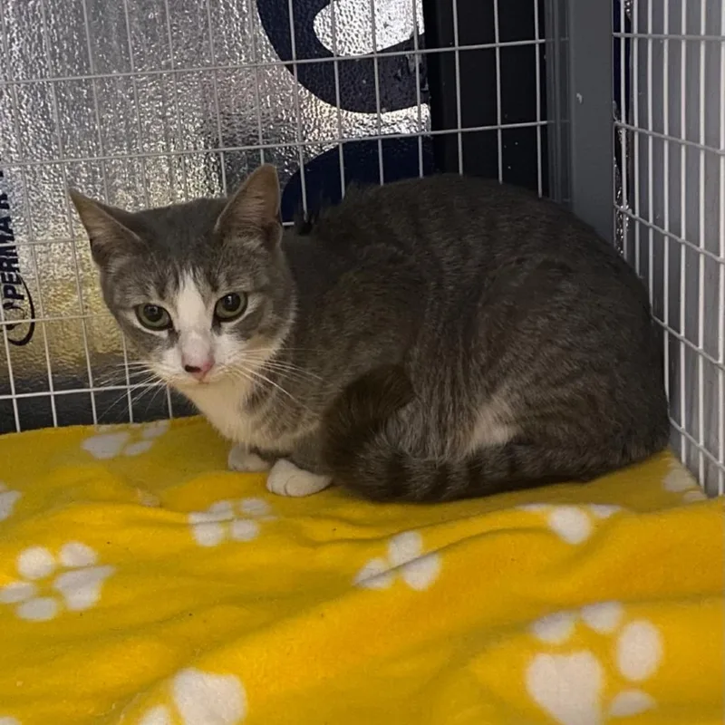 An adult medium-sized female Gray / Blue / Silver Domestic Short Hair cat named Mama Alma Thomas for adoption in Columbiana, AL