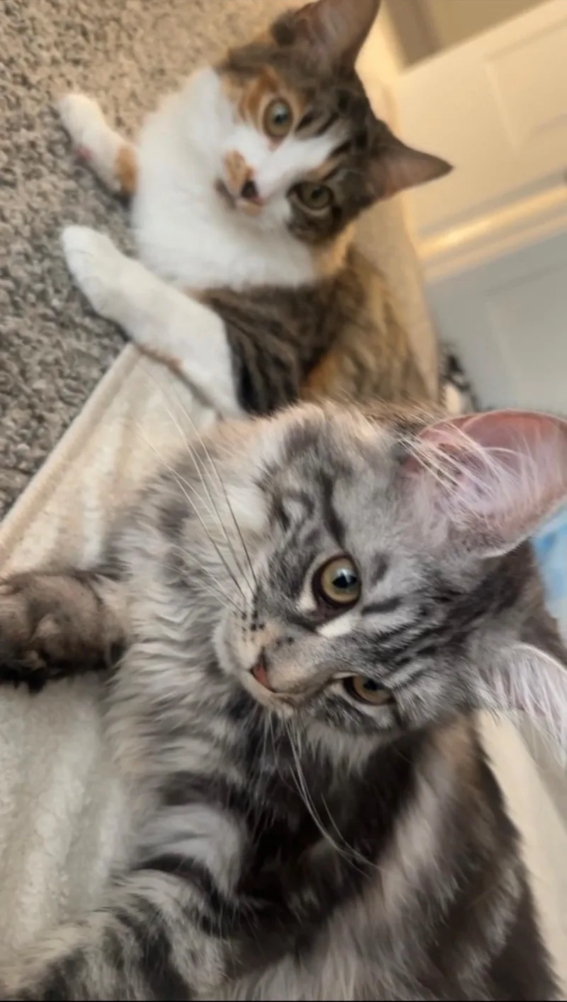 A young small-sized female Maine Coon cat named Luna and Rose for adoption in Glenwood City, WI