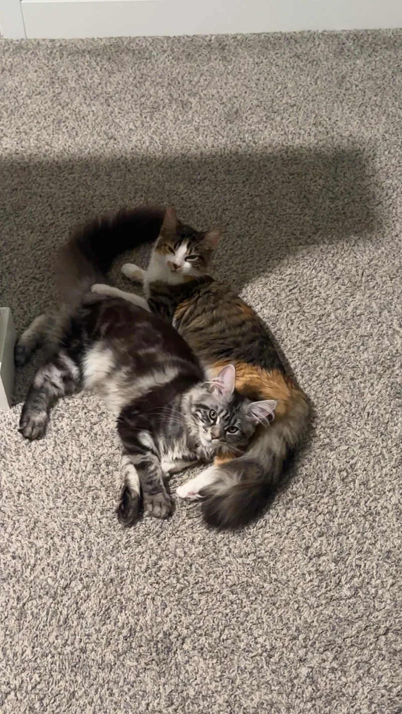 Luna and Rose thumbnail 2