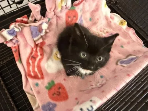 A baby small-sized male Domestic Short Hair cat named A for adoption in San Pedro, CA