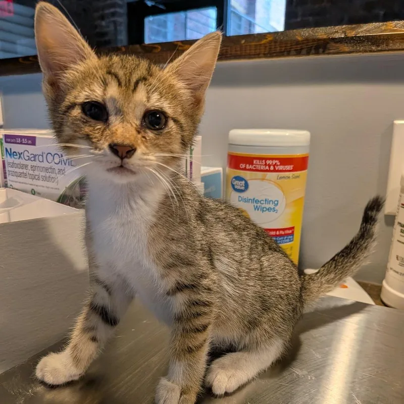 A baby small-sized female Brown / Chocolate Domestic Short Hair cat named Georgette for adoption in Fairfax, VA