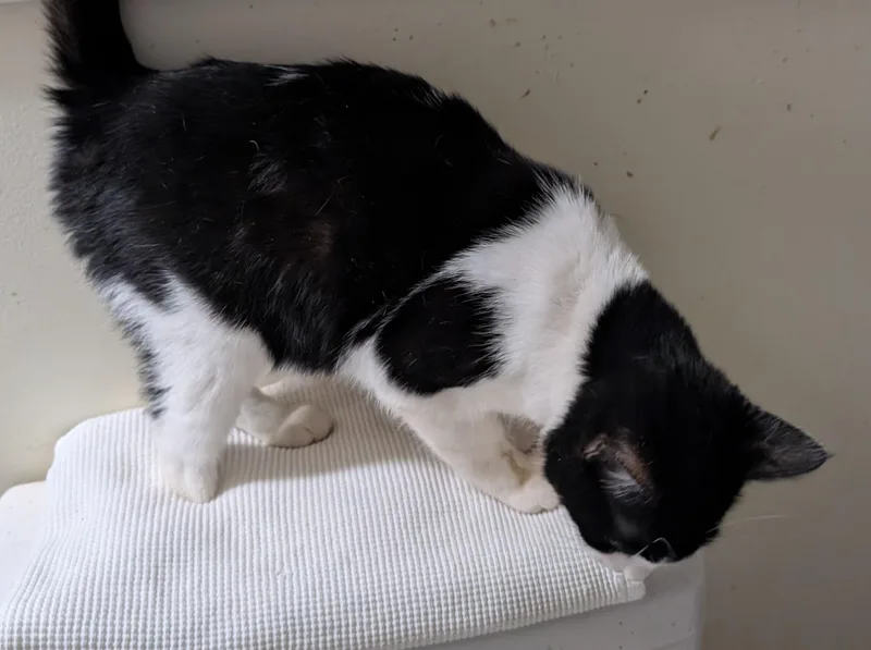 Gimpy Simpson thumbnail 2