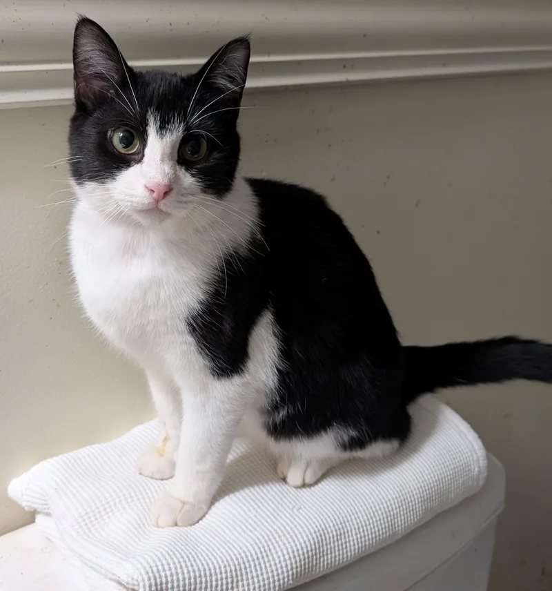 Gimpy Simpson thumbnail 3