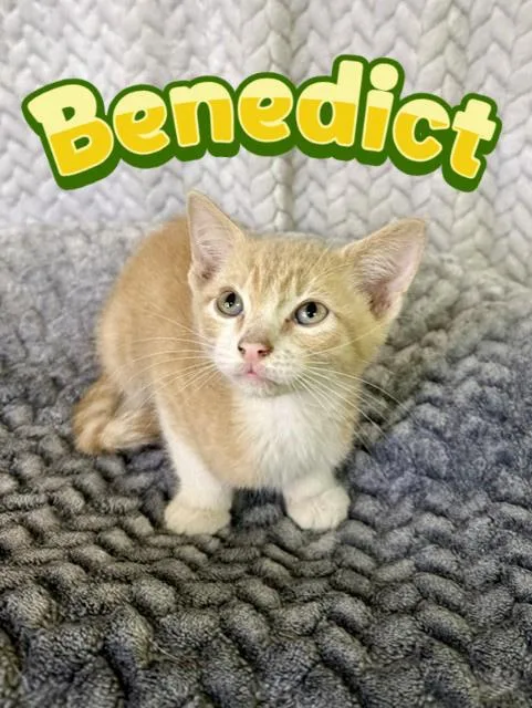 A baby medium-sized male Buff / Tan / Fawn Domestic Short Hair cat named Benedict for adoption in Comfort, TX