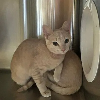 A baby small-sized female Buff / Tan / Fawn Domestic Short Hair cat named Pumpkin for adoption in Knoxville, TN