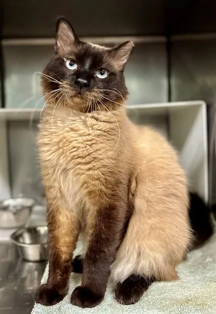 An adult medium-sized male Siamese cat named Crispin for adoption in York, SC