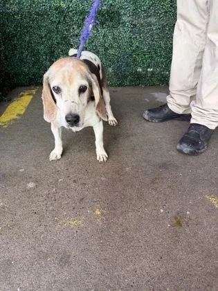 A baby medium-sized male Beagle dog named 61789164 for adoption in El Paso, TX