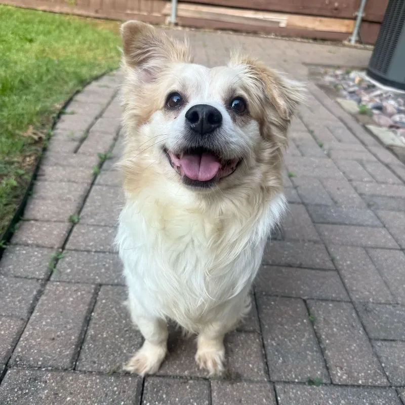 An adult small-sized male Brown / Chocolate Chihuahua dog named Cheddar for adoption in Brooklyn, NY